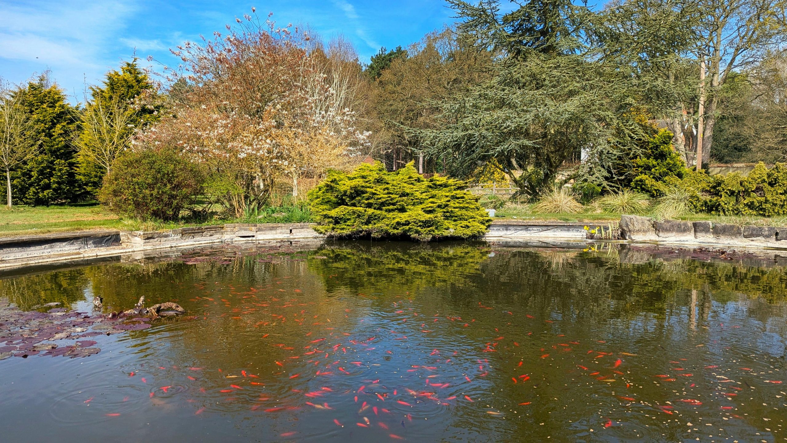 Pond Installation